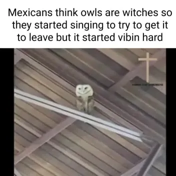 Owl Vibing During Church Singing