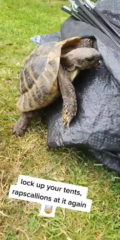 Tortoise Catches Campers