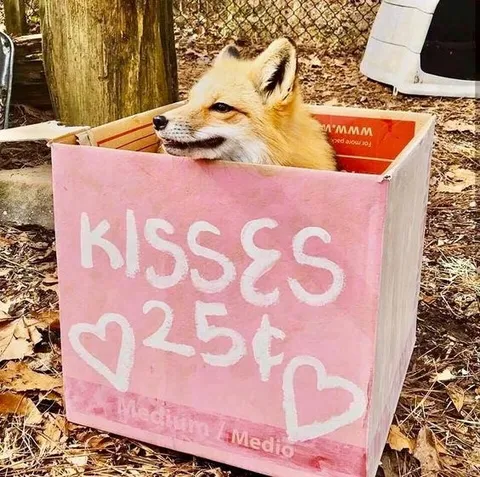 Fox Selling Kisses