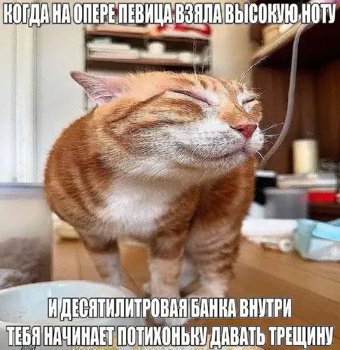 Кошка после высокой ноты