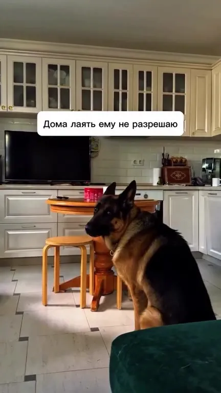 Охрана двора по-собачьи