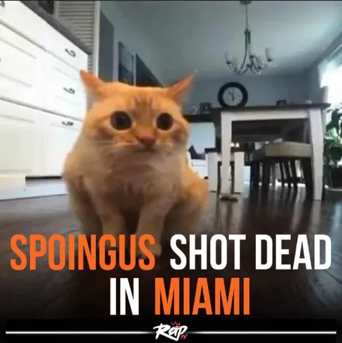 Spoingus Shot Dead in Miami