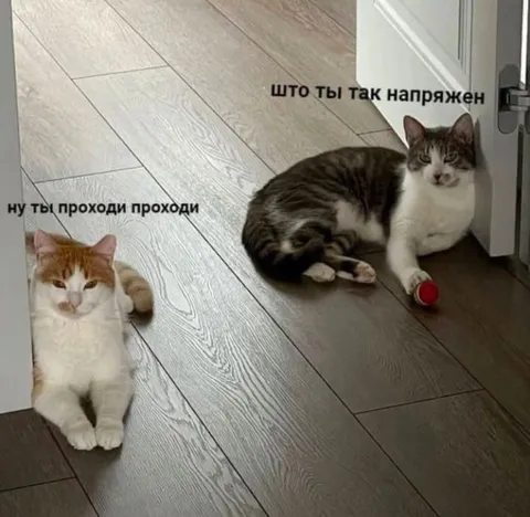 Напряжённый кот у двери