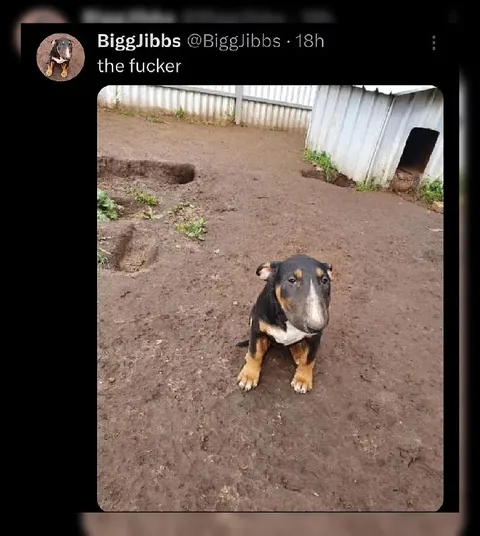 The Fucker Dog