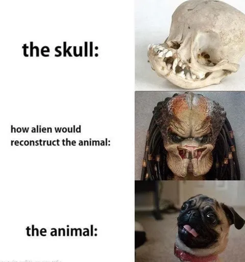 Alien Reconstructs a Pug