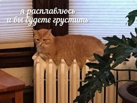 Кот, который расплавился от жары