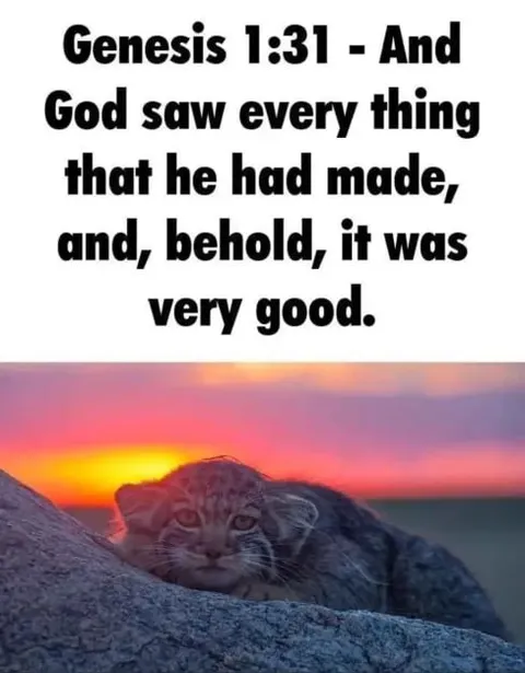 God Saw the Cat Was Good