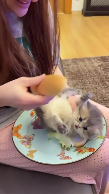 Котёнок вместо обеда