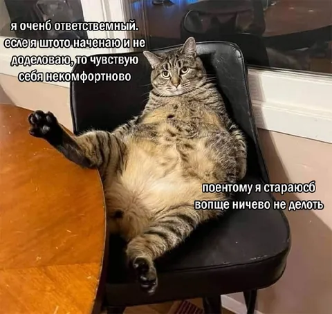 Ответственный кот ничего не делает