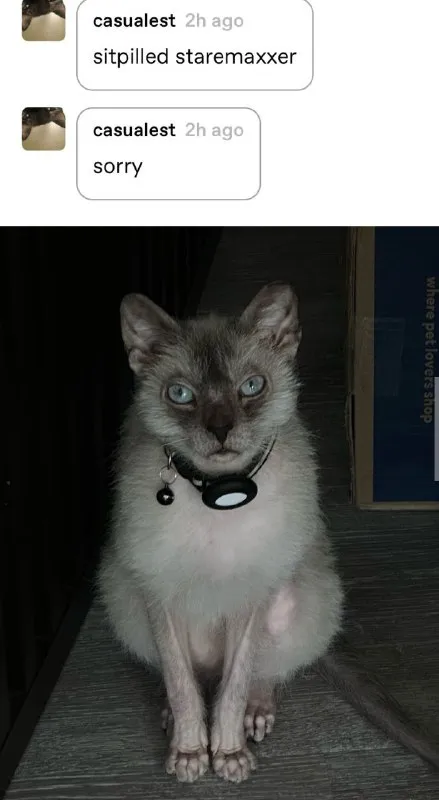 Sorry Sitpilled Staremaxxer Cat