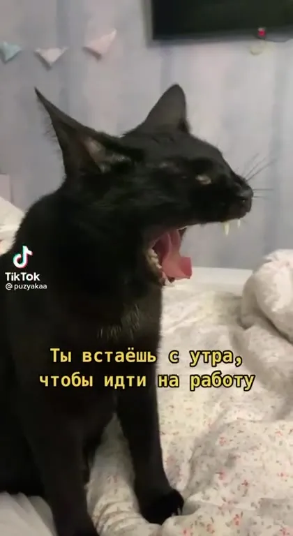 Мы разные: кот и работа