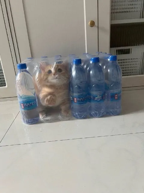 Cat Trapped in Water Pack