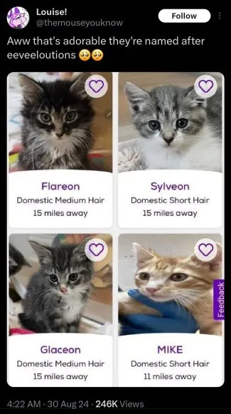 Eeveelution Named Kittens