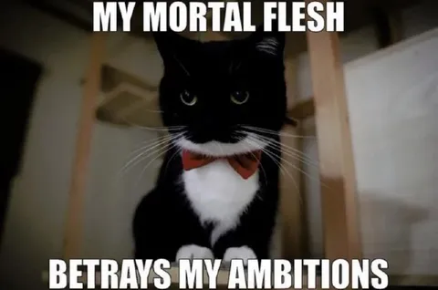 Cat Betrays My Ambitions