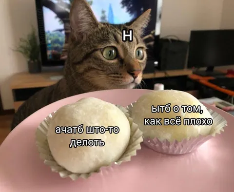 Кот и пирожные от тревоги