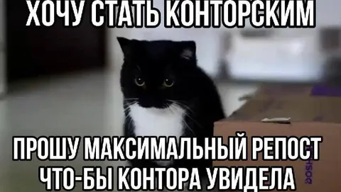 Кот просит максимальный репост