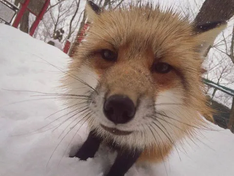 Лиса слишком близко