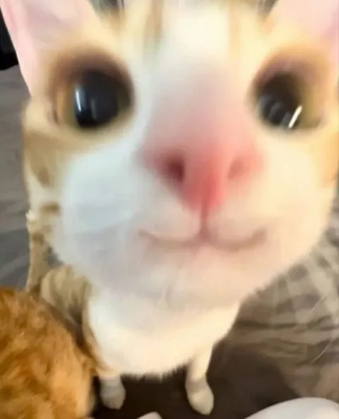 Кот смотрит в упор
