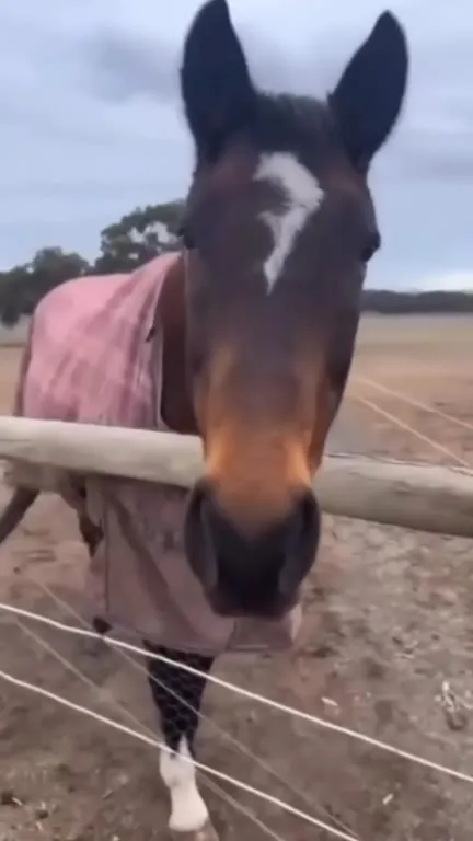 Horse Becomes Halo 2