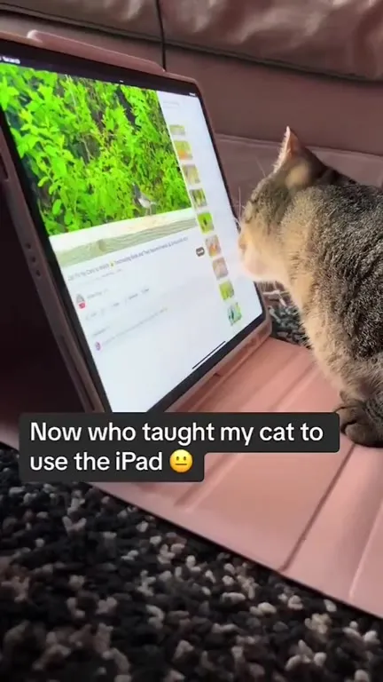 Cat Watches Ducks on iPad
