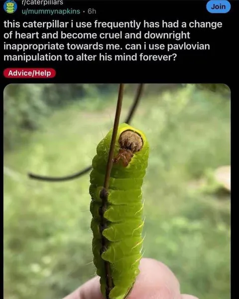 Caterpillar Has Turned Cruel