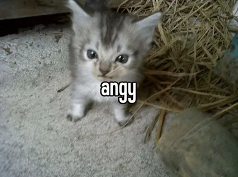 Angry Kitten
