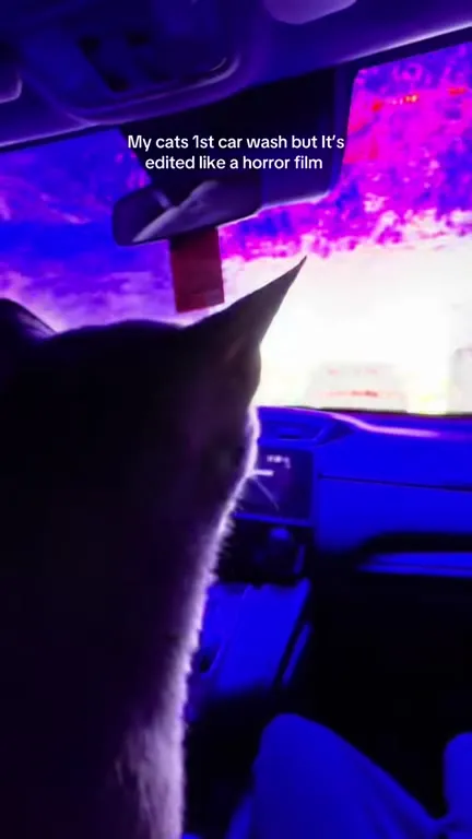 My Cat's First Car Wash Horror Film