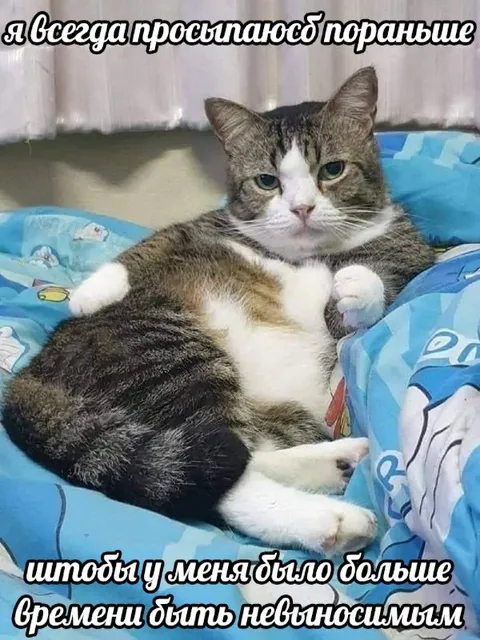 Кот, который всегда просыпается рано