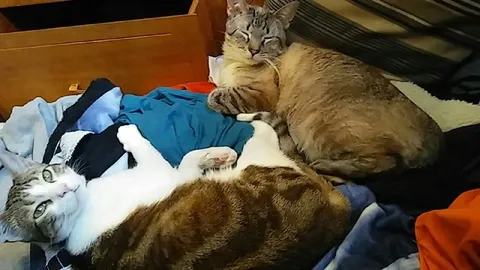 Кошки заняли всю кровать