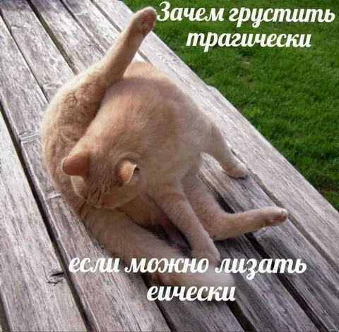 Кот лижет себя ещё сильнее