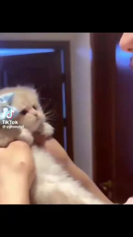 Котёнок пытается поцеловать хозяйку