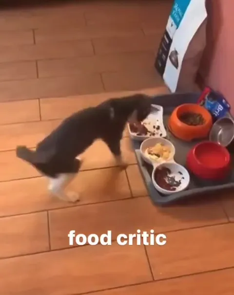 Food Critic Cat Rejects Dinner