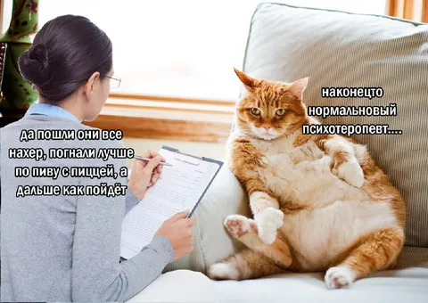 Кот наконец-то нашёл психотерапевта