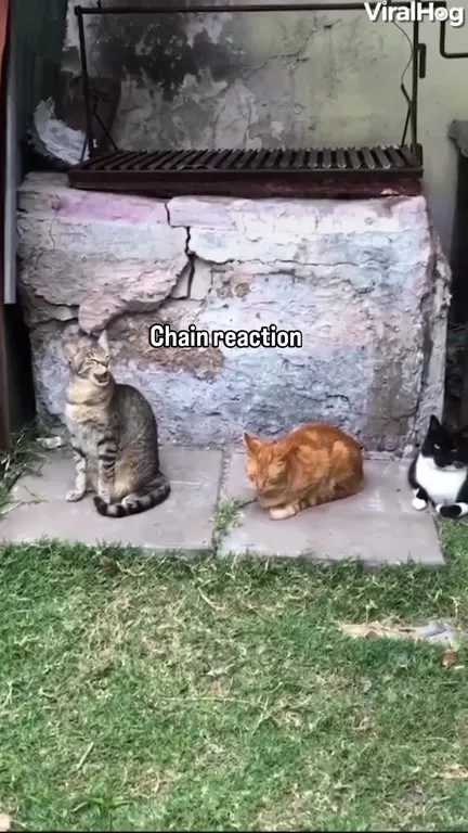 Cats Chain Reaction