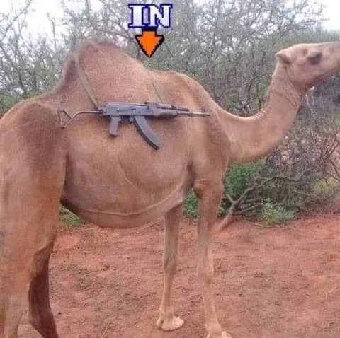 Camel With an AK-47