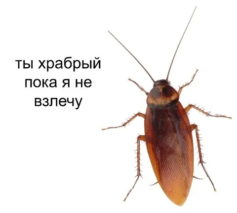 Храбрый пока таракан не взлетел