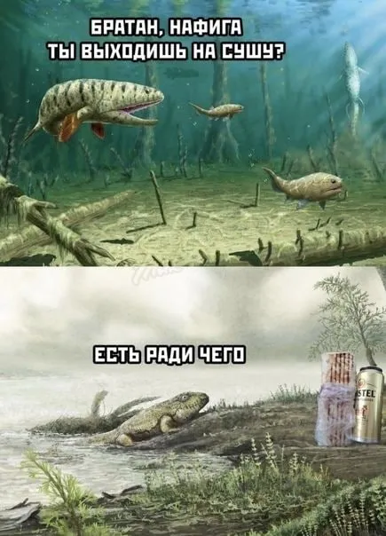 Рыба выходит на сушу