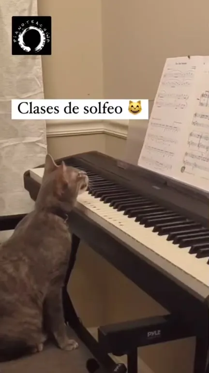 Clases de solfeo con gato