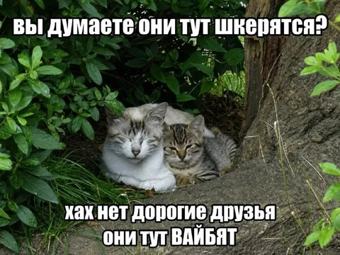 Коты шкерятся и вайбят