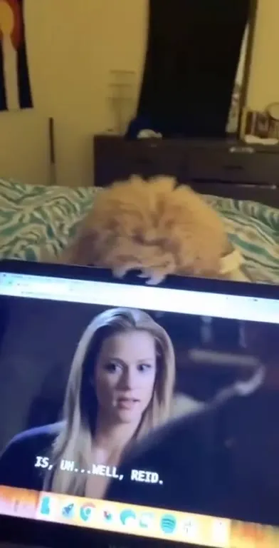 Dog Watches Criminal Minds