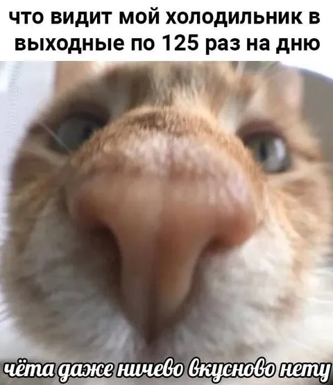Холодильник и голодный кот