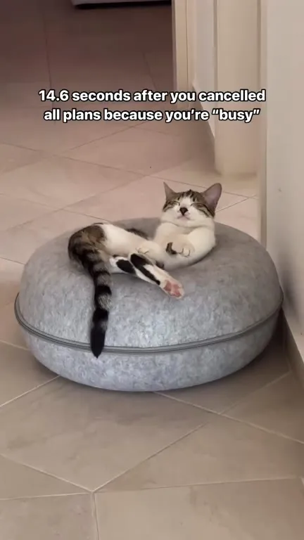 Cancelled Plans, Perfectly Free