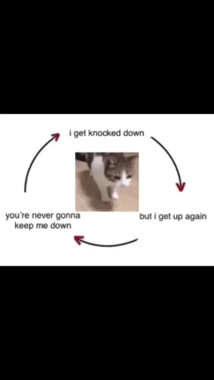 Cat Gets Knocked Down Again