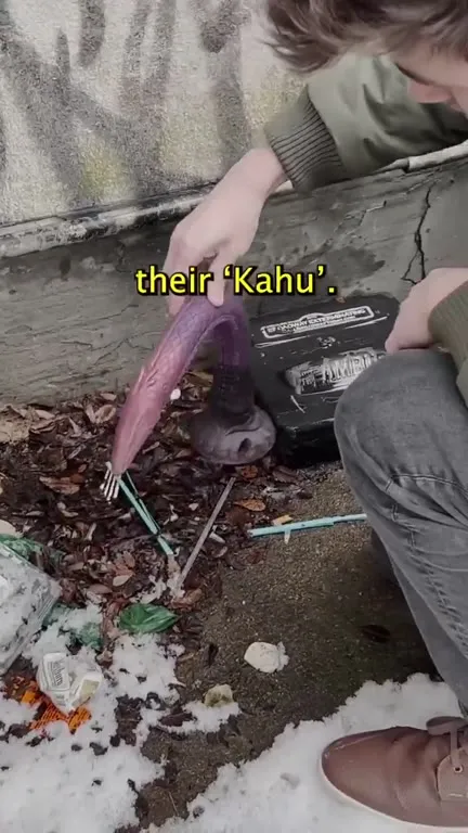 In Hawaiian, Their Kahu