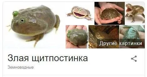 Злая щитпостинка