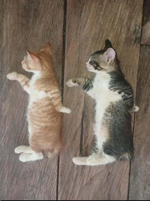 Котята лежат рядом