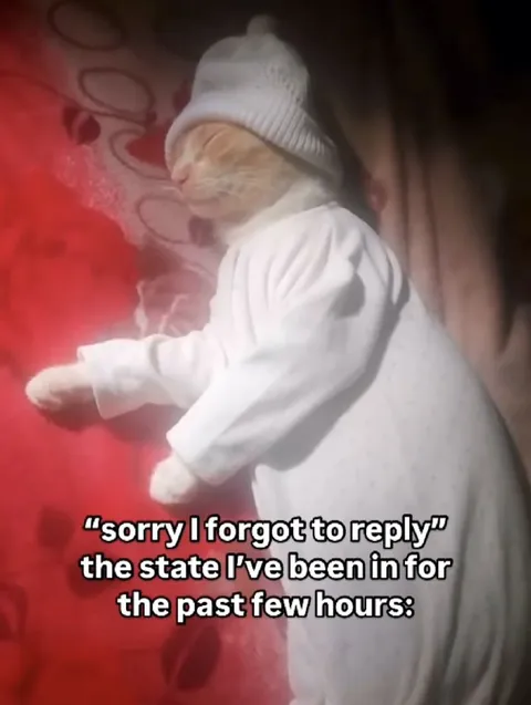 Cat in a Blanket Ignoring Messages
