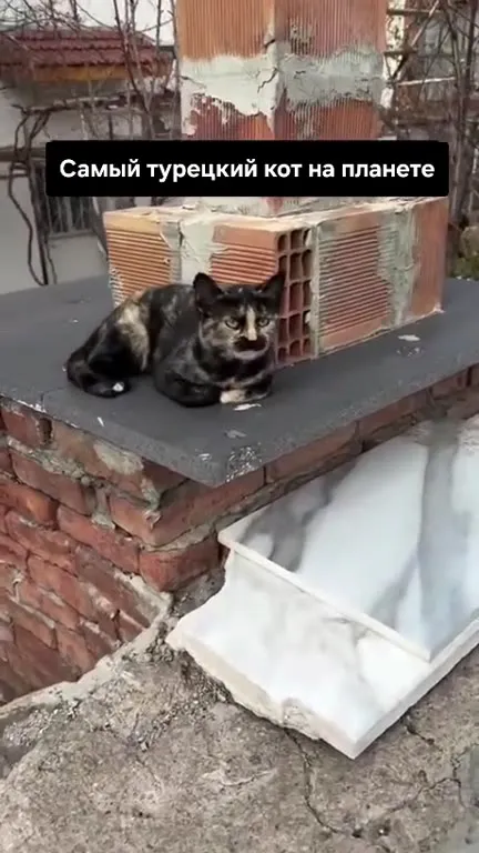 Самый турецкий кот на планете