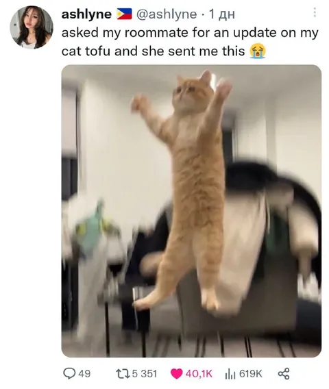Cat Tofu Update