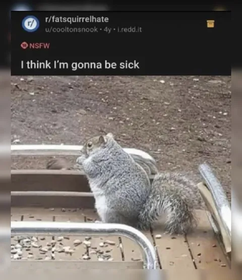 Sick Squirrel on the Bench